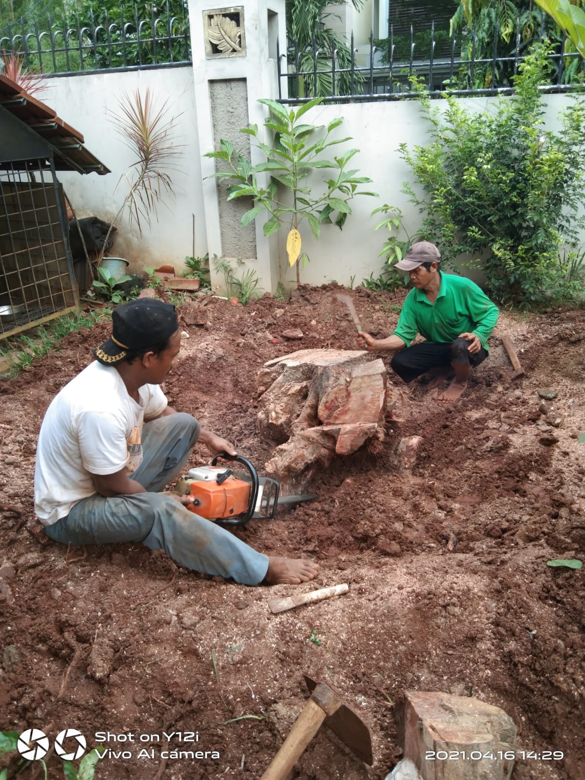 Jasa Tebang Pohon - Jasa Tebang Pohon